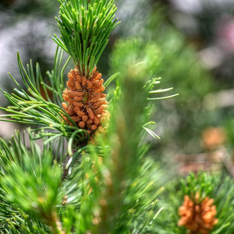 pine-5235522_1920